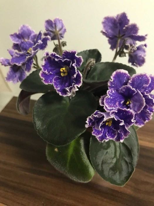 Fiołek afrykański „Iskra Morska” – listek, sadzonka