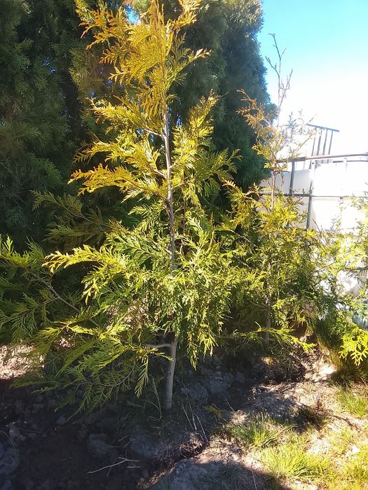Thuja Brabant 150-170 CM