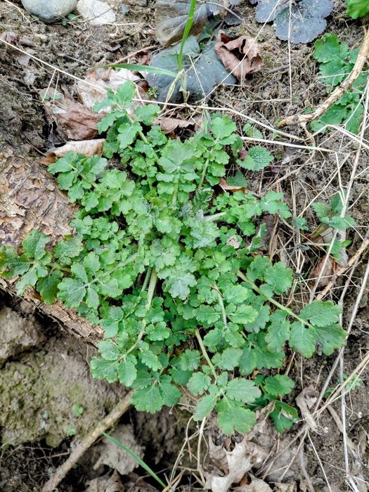 Sadzonki glistnik.jaskółcze ziele.Dorodne sadzonki. 10 sz