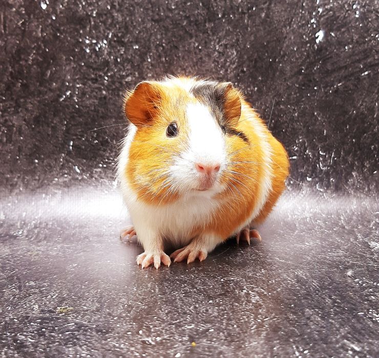 Морские свинки,клетки,корма,аксессуары