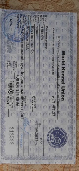 Різеншнауцер, кращий подарунок на новий рік. Клубне цуценя