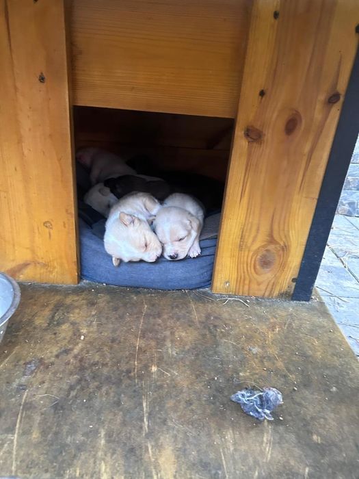 Цуценята шукають дім