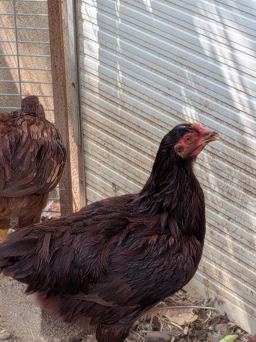 Casal galinha Rhode I Red