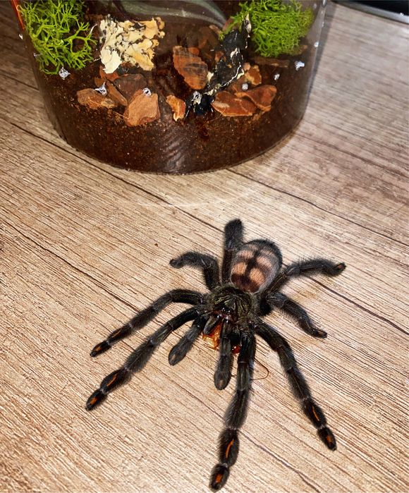 Psalmopeus irminia L3 + (Zestawy na start)