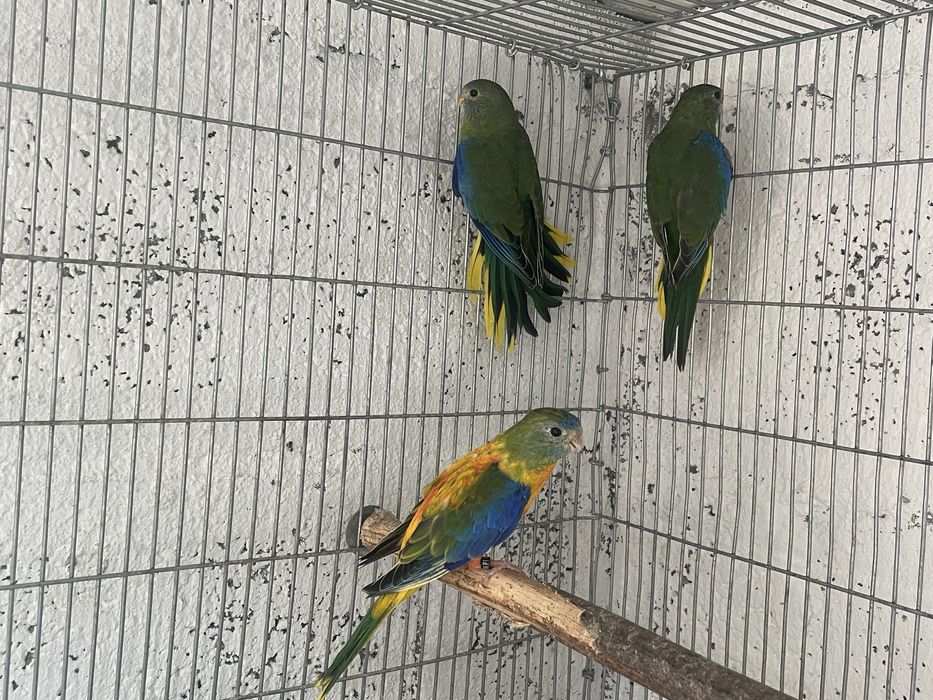 Neophemeas Pulchella 2025