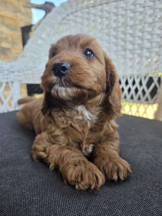 Piesek Cockapoo  Red Brown/hybryda