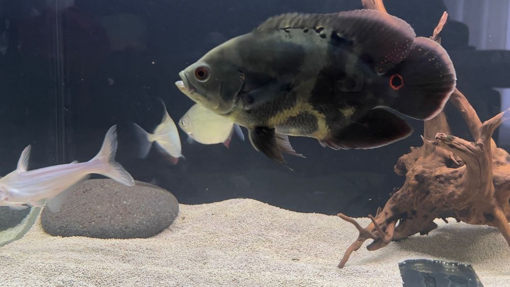 Peixe Óscar cerca de 20cm