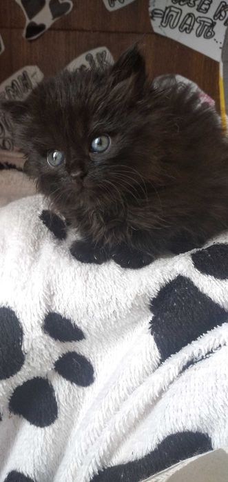 Срочно! Віддам в добрі руки, безкоштовно.