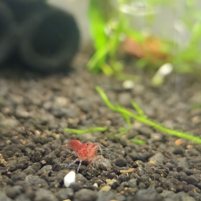 Neocaridina red cherry