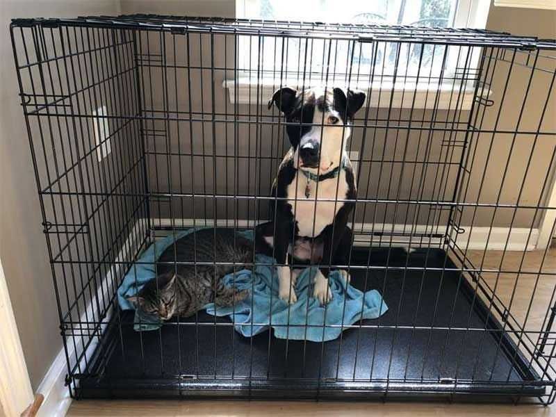 Переноска, вольер, клетка клітка для собак кошек Польша ВСЕ РАЗМЕРЫ