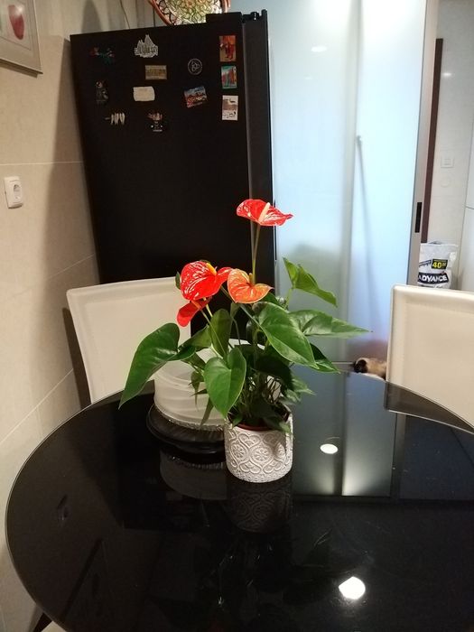 Venda de  moveis de cozinha