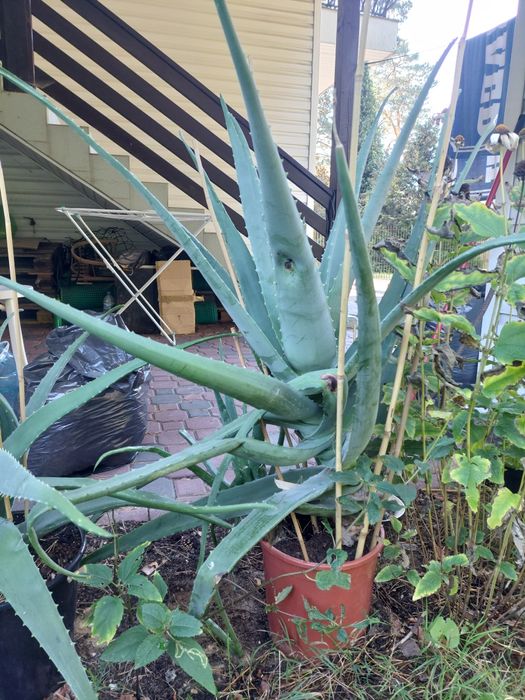 Kwiatek doniczkowy Aloes