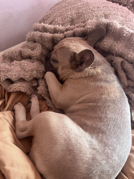 Вязка французкий бульдог