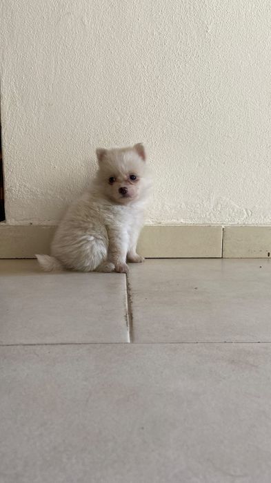 Spitz alemão ( Lulu) fêmea