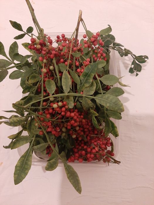 Sementes de pimenta rosa, Schinus terebinthifolius