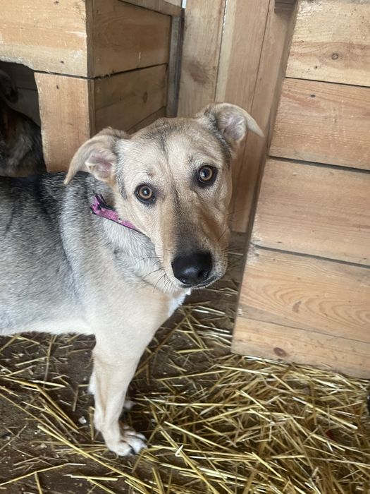 Найкраща собаня-друг