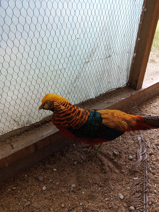 Bażant złocisty samczyk