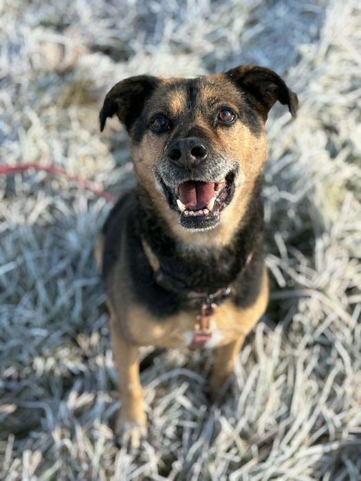 Hedi - pies, super grzeczny piesek ze schroniska, 8 lat