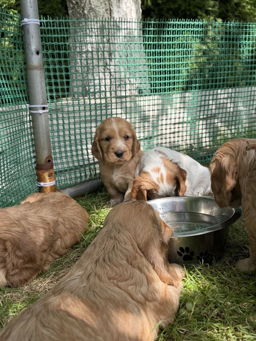 Cocker Spaniel Angielski
