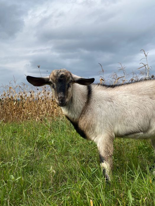 Продам козеня - хлопчик, 6 місяців