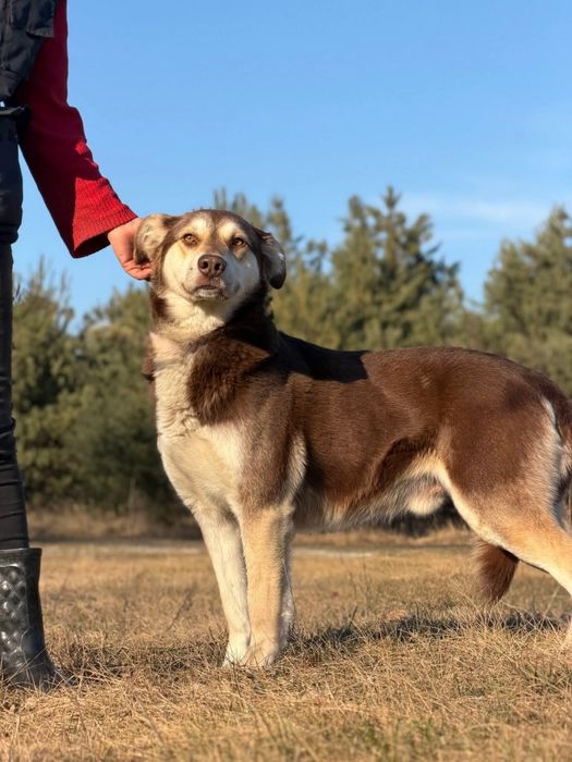Piękny duży Bruno do adopcji