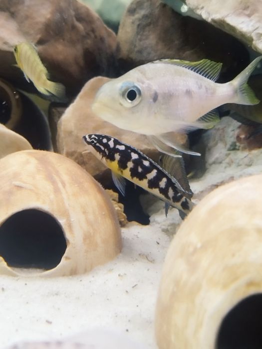 Julidochromis transcriptus kissi tanganika
