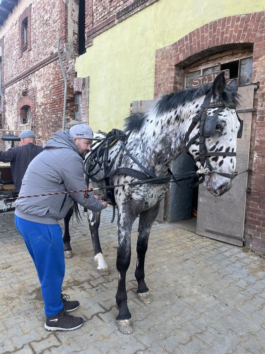 Tarant ogier zaprzegany spokojny