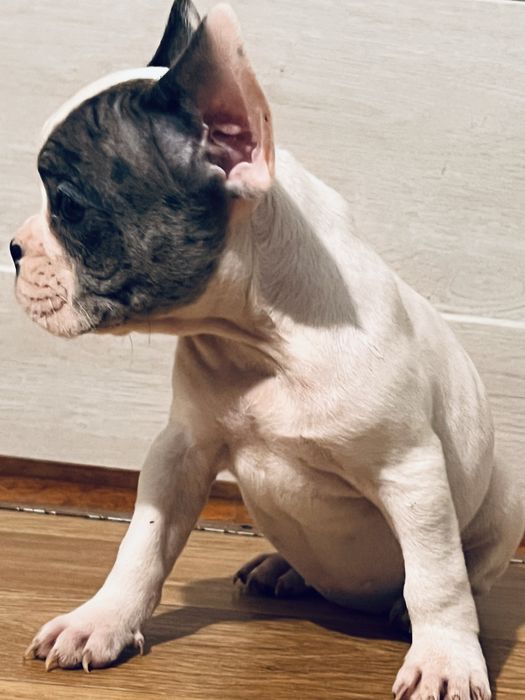 Французькі бульдоги