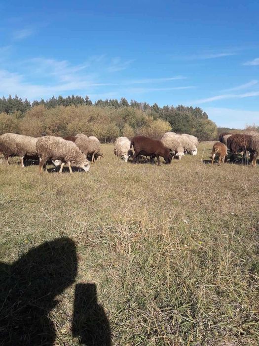 Продам стадо овец