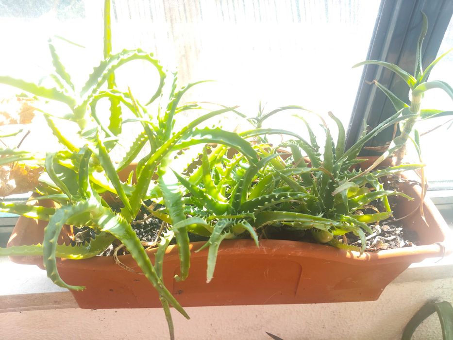 Aloés plantas para plantar