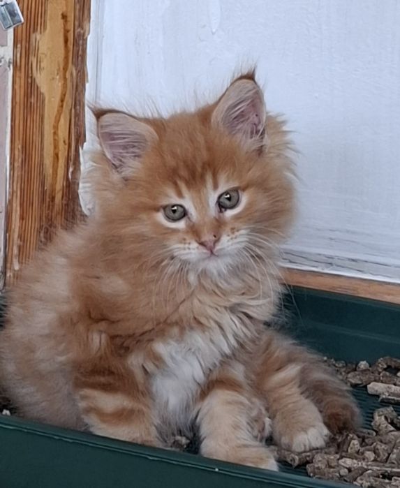Сладенькие котята мейкунчики