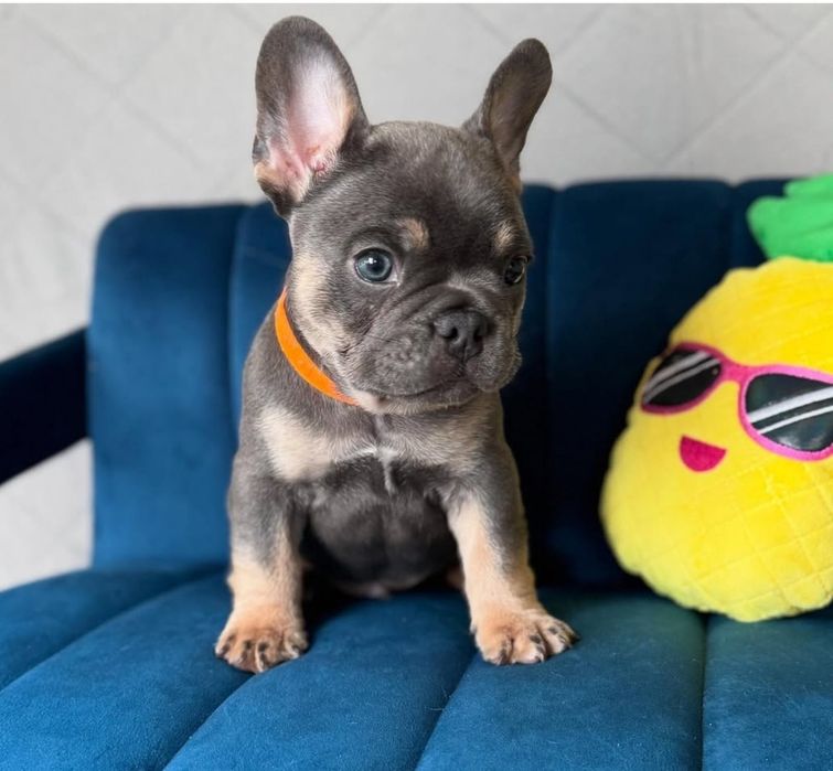 Блакитний Малиш, французік.