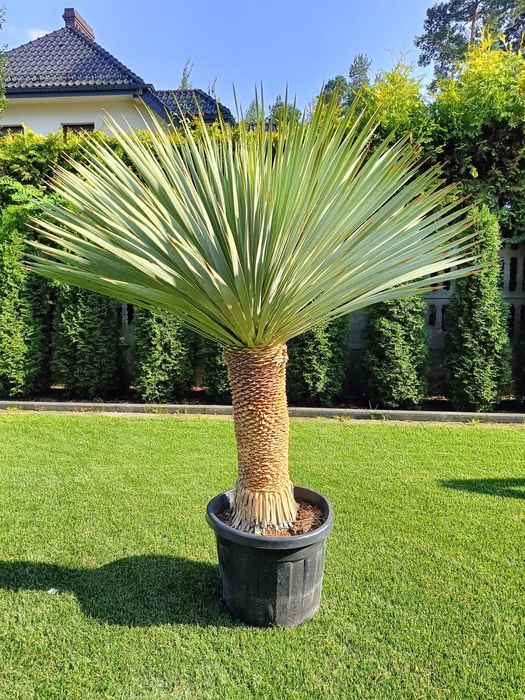 Yucca rostrata 150cm pień 40-50cm. Juka. Yucca filifera
