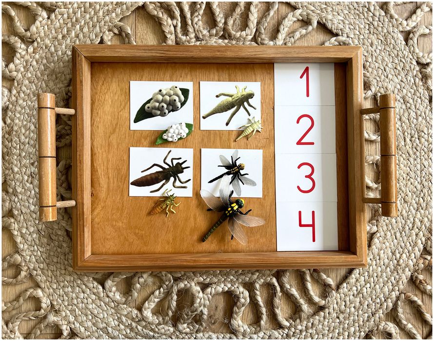Ciclo de Vida - Libelinha - Montessori