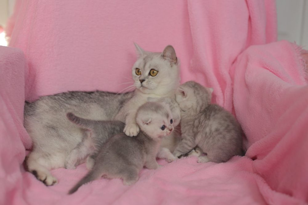 Шотландці,Британці,кошенята, шиншила,серебро , котята