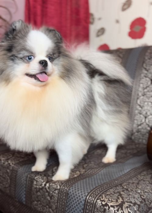 Кобель на вязку Шпиц