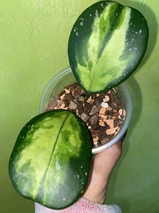 Вкорінені хойі Liza,Mathilda,,Lacunosa  та вн