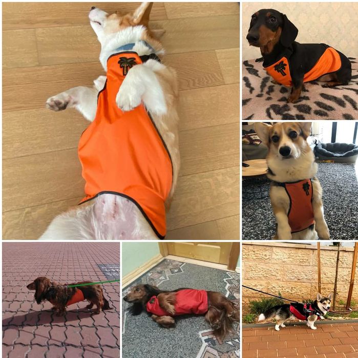 Дождевик для собак. Фартук дождевик для корги, такс, скотч терьеров