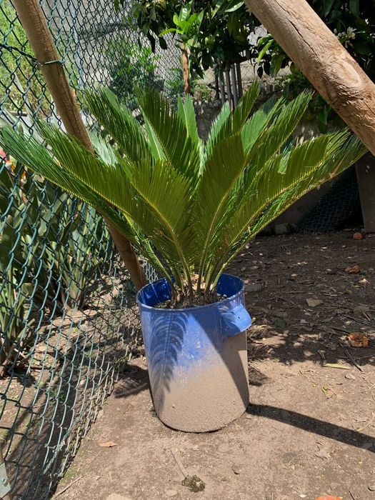 Plantas Cica muito bonitas e em vaso prontas a plantar