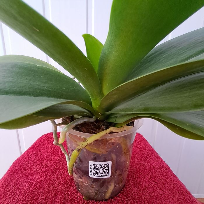 Орхидея фалинопсис Пират Пикоти.