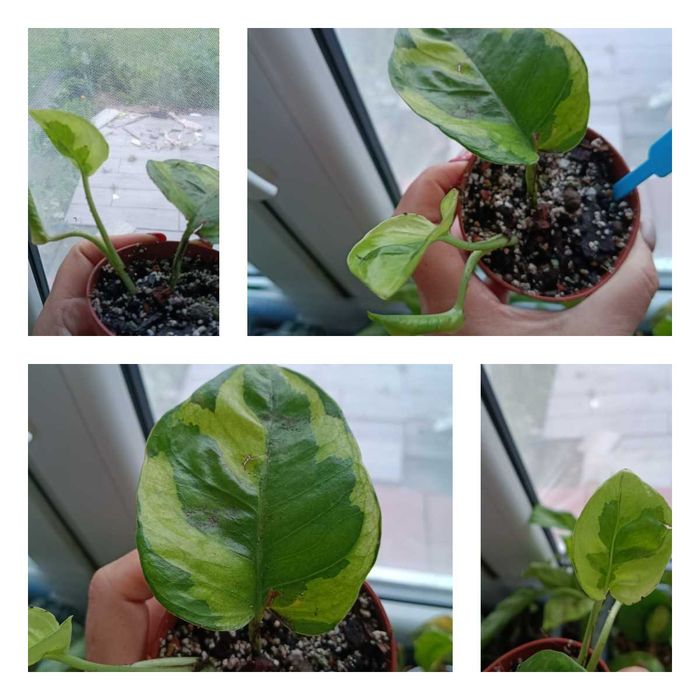 epipremnum lemon joy RZADKOŚĆ