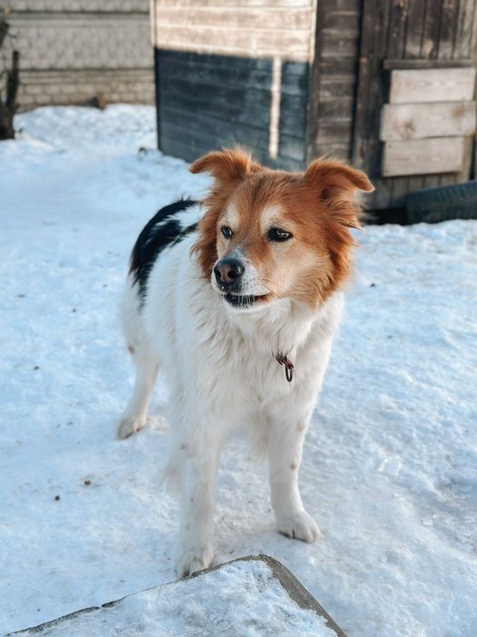 Puchaty Biszkopt szuka dobrego domu
