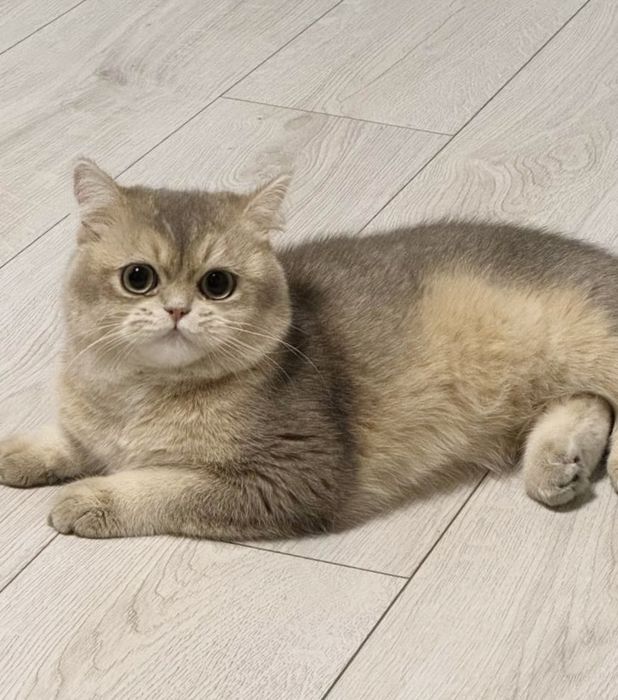 Золотая шиншилла. Британские котята