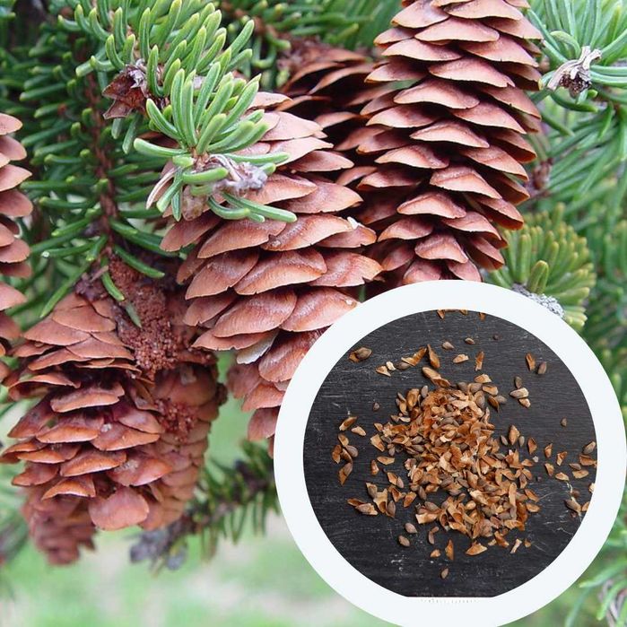 Ялина насіння (4 види) ель семена хвойних, є безкоштовна доставка