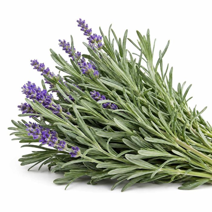 50 Sementes de Lavanda - Lavandula angustifolia