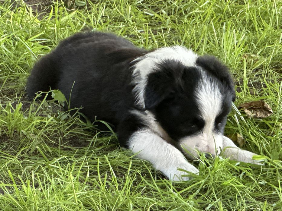 Suczka  Border collie z rodowodem