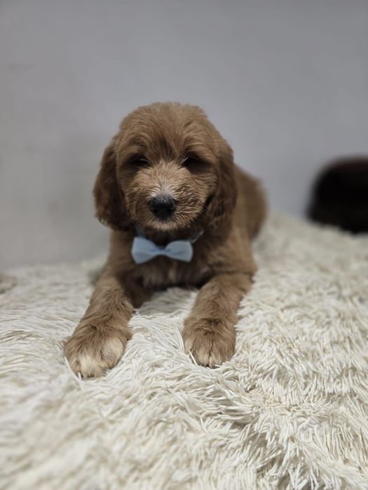 Goldendoodle f1b standard