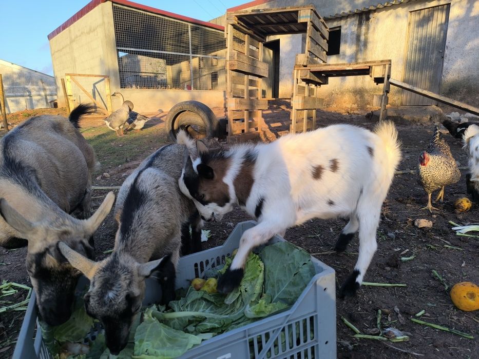 Vendo cabras anãs