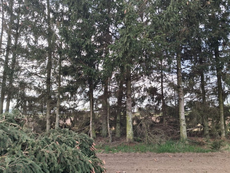 Oddam świerki w zamian za wycinke.