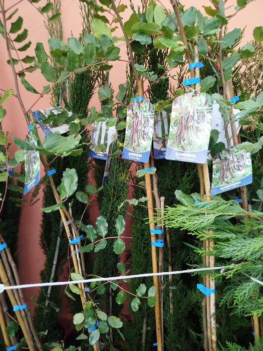 Alfarrobeiras excelentes